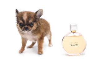 Adele Extreme Short Muzzle Doll Face Micro Girl