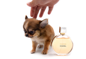 Adele Extreme Short Muzzle Doll Face Micro Girl