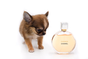 Adele Extreme Short Muzzle Doll Face Micro Girl