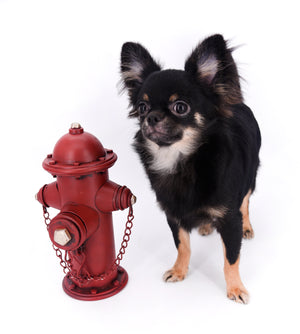 Boo Extreme Doll Face short Muzzle