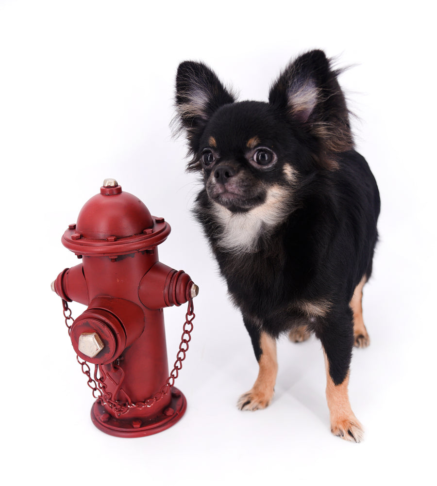 Boo Extreme Doll Face short Muzzle