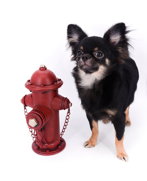 Boo Extreme Doll Face short Muzzle