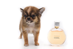 Adele Extreme Short Muzzle Doll Face Micro Girl