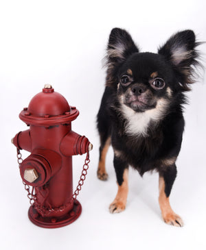 Boo Extreme Doll Face short Muzzle