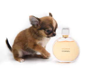 Adele Extreme Short Muzzle Doll Face Micro Girl