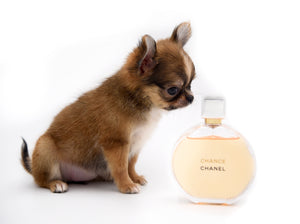 Adele Extreme Short Muzzle Doll Face Micro Girl