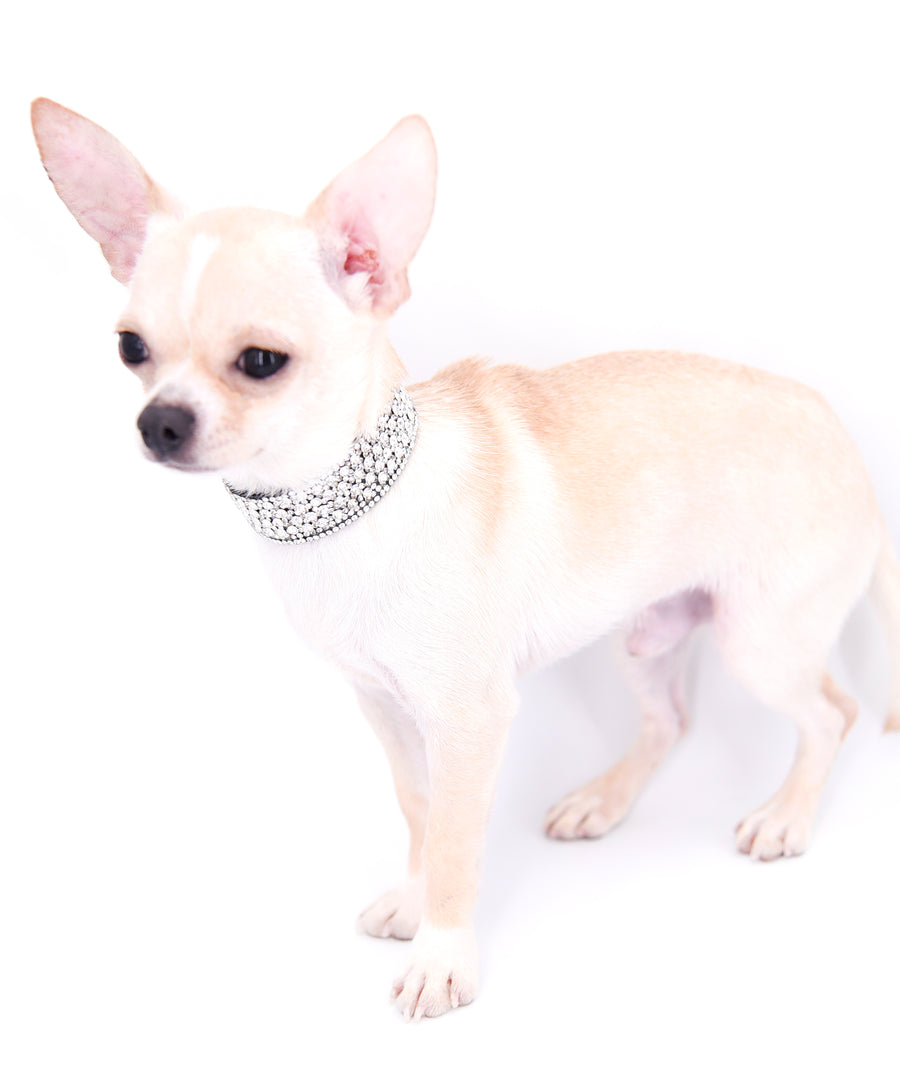 Liam Marcus Teacup Short Muzzle SC Boy