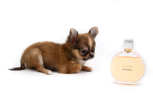 Adele Extreme Short Muzzle Doll Face Micro Girl