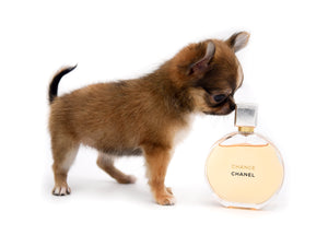 Adele Extreme Short Muzzle Doll Face Micro Girl