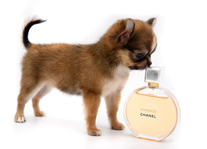 Adele Extreme Short Muzzle Doll Face Micro Girl