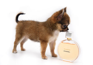 Adele Extreme Short Muzzle Doll Face Micro Girl