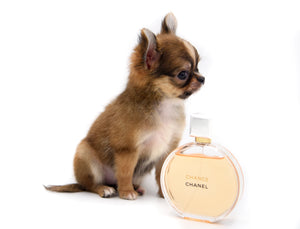 Adele Extreme Short Muzzle Doll Face Micro Girl