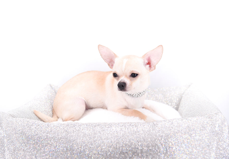 Liam Marcus Teacup Short Muzzle SC Boy