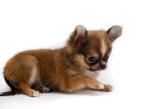 Adele Extreme Short Muzzle Doll Face Micro Girl