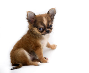 Adele Extreme Short Muzzle Doll Face Micro Girl