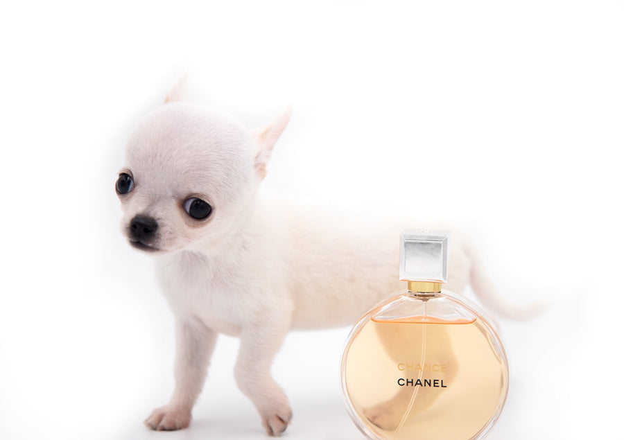 Vuitton Teacup SC Boy