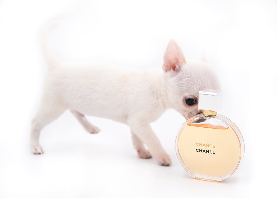 Vuitton Teacup SC Boy