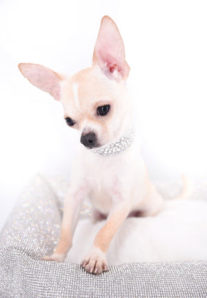 Liam Marcus Teacup Short Muzzle SC Boy