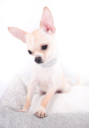 Liam Marcus Teacup Short Muzzle SC Boy
