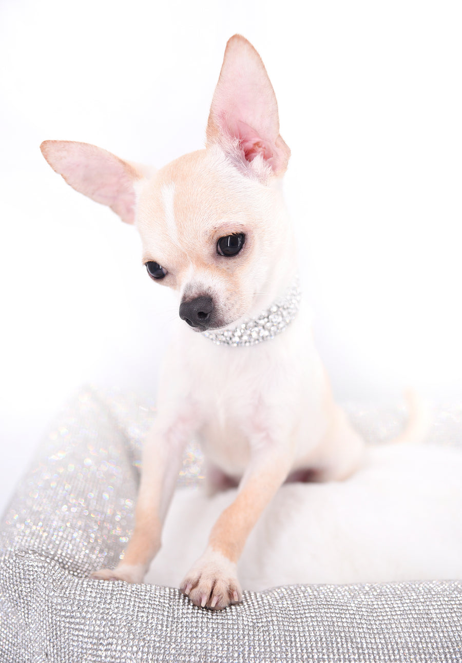 Liam Marcus Teacup Short Muzzle SC Boy