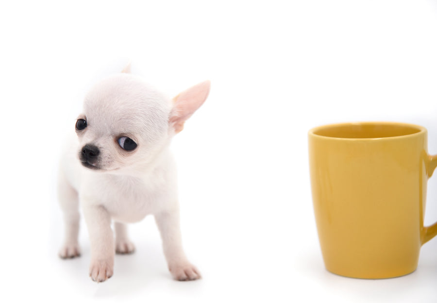 Vuitton Teacup SC Boy