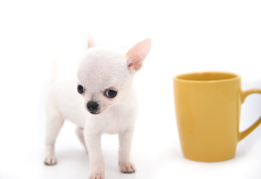 Vuitton Teacup SC Boy