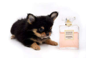 Celeste Tricolor LC Girl