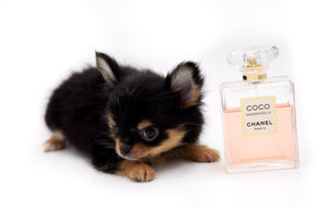 Celeste Tricolor LC Girl