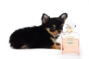 Celeste Tricolor LC Girl