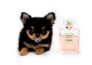 Celeste Tricolor LC Girl