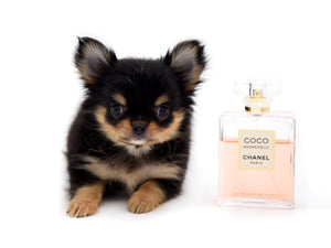 Celeste Tricolor LC Girl