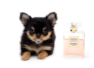 Celeste Tricolor LC Girl