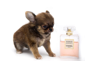 German Sable LC Boy