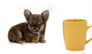 German Sable LC Boy