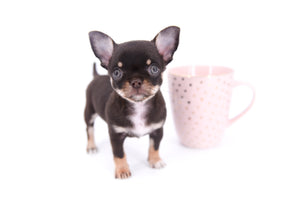 Aurora Micro SC Chocolate Green Eyes