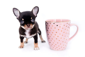 Aurora Micro SC Chocolate Green Eyes