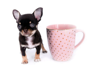 Aurora Micro SC Chocolate Green Eyes