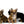 German Sable LC Boy
