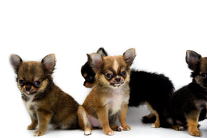 German Sable LC Boy