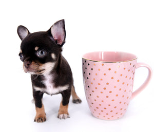 Aurora Micro SC Chocolate Green Eyes