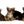 German Sable LC Boy