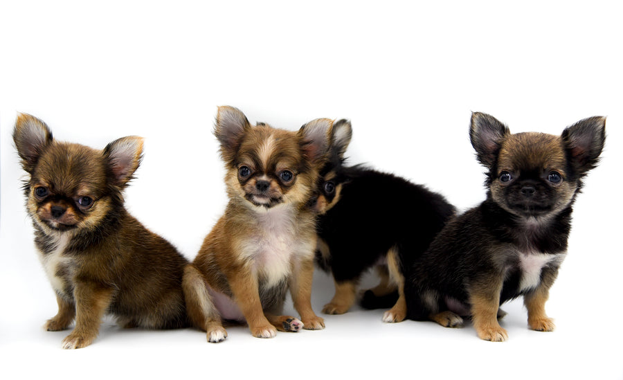 German Sable LC Boy