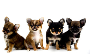 German Sable LC Boy