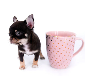 Aurora Micro SC Chocolate Green Eyes