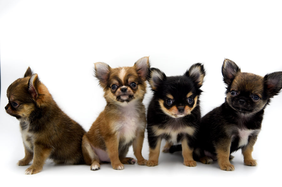 German Sable LC Boy