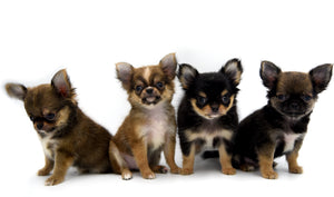 German Sable LC Boy