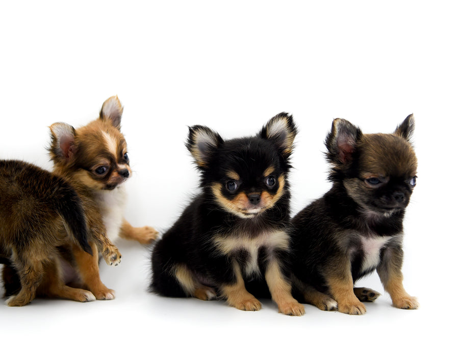 German Sable LC Boy
