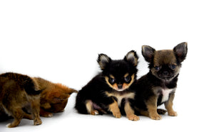 Mercedes Blue Sable LC Girl