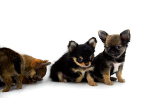 Adele Extreme Short Muzzle Doll Face Micro Girl