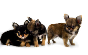 German Sable LC Boy